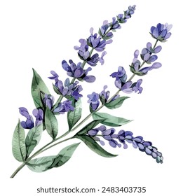 Acuarela de planta de lavanda, aislado sobre un fondo blanco, Vector de lavanda, Clipart de dibujo, Vector de ilustración, Pintura gráfica, arte de diseño, logotipo