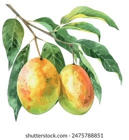 Acuarela de mango en rama con hojas, aislado sobre un fondo blanco, Vector de mango, Clipart de dibujo, Vector de ilustración, Pintura gráfica, arte de diseño, logotipo