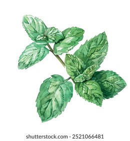 Watercolor painting of Mint, isolated on a white background, Mint vector