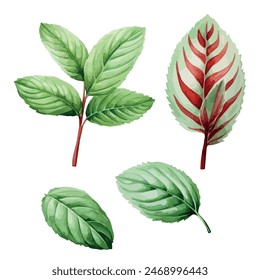 Acuarela de menta con hojas, aislado sobre un fondo blanco, Vector de menta, Clipart de dibujo, Vector de ilustración, Pintura gráfica, arte de diseño, logotipo