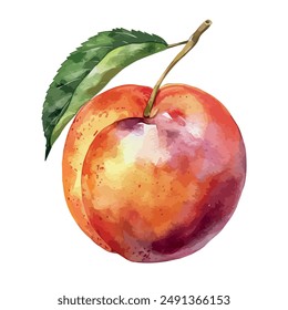 Watercolor painting of Nectarine Fruit, isolated on a white background, Nectarine Fruit vector