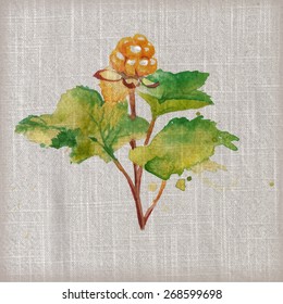 Watercolor painting on beige canvas - cloudberry (Rubus chamaemorus), one berry with leaves. Vector illustration.