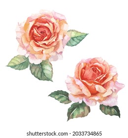 Watercolor painting of Orange Rose Vector