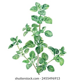 Watercolor painting of a oregano, isolated on a white background, drawing clipart, Illustration Vector, Graphic Painting, design art, logo, oregano vector	
