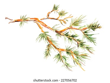 Watercolor Painting - Pine Branch. Vector Illustration