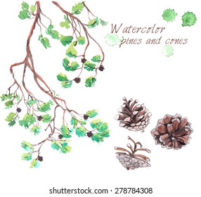 Watercolor painting of pines branches and cones on white background. Vector illustration.