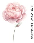 A watercolor painting of a pink flower with a stem. The flower is the main focus of the painting and is depicted in a very detailed and realistic manner. The painting has a serene and calming mood