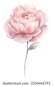 A watercolor painting of a pink flower with a stem. The flower is the main focus of the painting and is depicted in a very detailed and realistic manner. The painting has a serene and calming mood