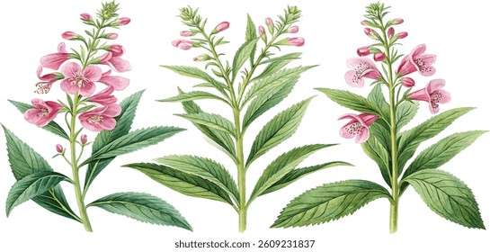 Watercolor painting of pink flowers and green leaves, botanical illustration, isolated on white background.