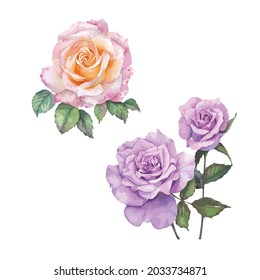 Watercolor Painting of Pink and Purple Rose Vector