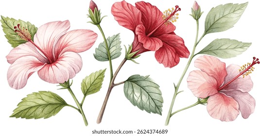 Watercolor painting of pink and red hibiscus flowers with green leaves and buds. Perfect for summer designs.