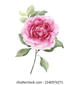 Watercolor painting of pink rose with decorative twigs and green leaves.  Romantic botanical composition for wedding or greeting cards.