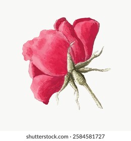 Watercolor painting of a pink rose with delicate petals. The pink rose is detailed and vibrant. The rose stands out against a plain background. Vintage art illustration, vector.