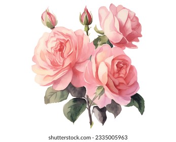 pintura acuarela de rosas rosadas sobre fondo blanco