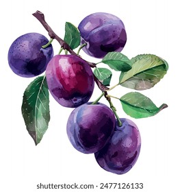 Watercolor painting of plum fruit, isolated on a white background, plum vector, drawing clipart, Illustration Vector, Graphic Painting, design art, logo