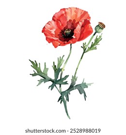 Watercolor painting of Poppy flower, isolated on a white background, Poppy vector