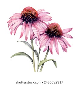 Watercolor Painting of a Purple Coneflower Echinacea, isolated on a white background, Drawing clipart, Illustration  Vector, Graphic.