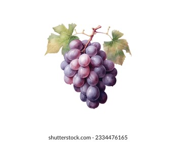 watercolor painting of purple grapes on a white background