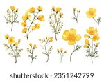 Watercolor painting set of yellow wild flowers branches on white background, vector illustration