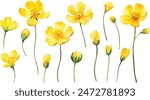 Watercolor painting set of yellow wild flowers branches on white background, vector illustration