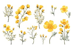 Watercolor Painting Set Of Yellow Wild Flowers Branches On White Background, Vector Illustration