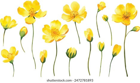 Watercolor painting set of yellow wild flowers branches on white background, vector illustration