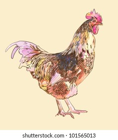 watercolor painting sketch cock