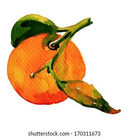 Watercolor Painting of Tangerine on White Background