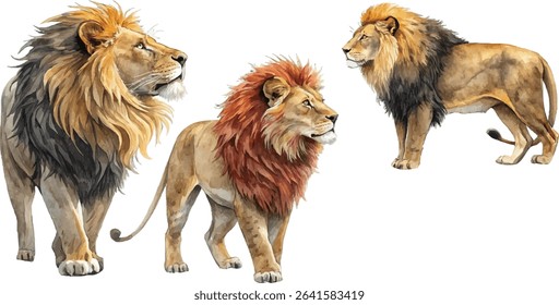 Watercolor painting of three adult male lions, each with a unique mane, standing against a white background.
