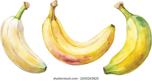 Watercolor painting of three bananas, showing variations in ripeness and color.  Perfect for healthy eating or tropical themes.