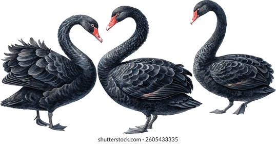 Watercolor painting of three black swans, two facing each other and one turned away.  Beautiful dark feathers and elegant postures.