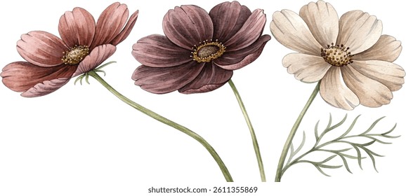 Watercolor painting of three cosmos flowers in soft pink, brown, and beige tones.  Elegant and delicate floral illustration, perfect for design projects.