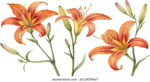 Watercolor painting of three orange lilies with buds. Botanical illustration, isolated on white background.