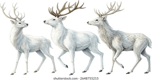 Watercolor painting of three white deer with antlers, isolated on white background.
