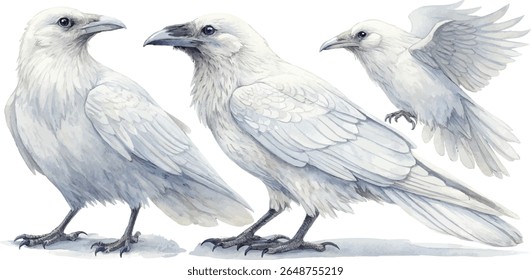 Pintura aquarela de três corvos brancos em poses diferentes, mostrando sua plumagem elegante e detalhes.