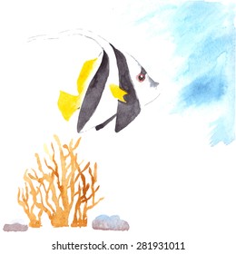 Watercolor painting of a tropic fish: Schooling bannerfish with algae and stones. Vector illustration.