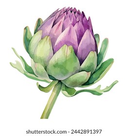 Watercolor Painting vector of a artichoke flower, isolated on a white background, Drawing, Illustration and clipart , Graphic.	