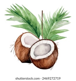 Watercolor painting vector of coconut, isolated on a white background, coconut vector, drawing clipart, Illustration Vector, Graphic Painting, design art, logo