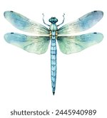 Watercolor Painting vector of a dragonfly, isolated on a white background, drawing clipart, Illustration Vector Graphic, design logo.