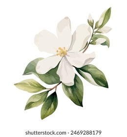 Watercolor Painting Vector of a jasmine flower with leaves, isolated on a white background, Illustration clipart.