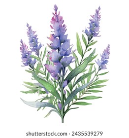 Pintura de acuarela Vector de flores de lavanda con hojas, Botánico, aislado sobre un fondo blanco, Dibujo clipart, Ilustración, Gráfico.