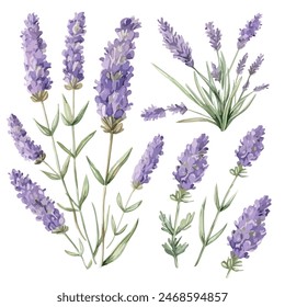 Vector de la acuarela de la lavanda, aislado en un fondo blanco, Vector de la lavanda, Clipart de dibujo, Vector de ilustración, cuadro gráfico, arte del diseño, logotipo