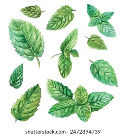 Vector de acuarela de la menta, aislado en un fondo blanco, Vector de menta, Clipart de dibujo, Vector de ilustración, Pintura gráfica, arte de diseño, logotipo