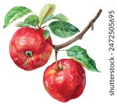 Watercolor painting vector of red apple, isolated on a white background, apple vector, drawing clipart, Illustration Vector, Graphic Painting, design art, logo