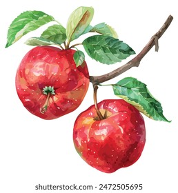 Watercolor painting vector of red apple, isolated on a white background, apple vector, drawing clipart, Illustration Vector, Graphic Painting, design art, logo