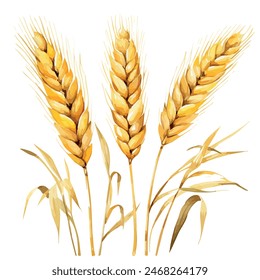 Watercolor painting of wheat ,  isolated on a white background,  wheat  vector, drawing clipart, Illustration Vector, Graphic Painting, design art, logo