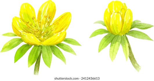 Watercolor painting of winter aconite