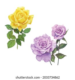 Watercolor Painting Of Yellow And Purple Rose Vector