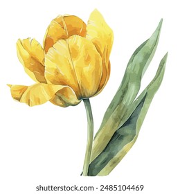 Watercolor painting of yellow tulip, isolated on a white background, yellow tulip vector, drawing clipart, Illustration Vector, Graphic Painting, design art