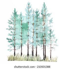 Watercolor painting of young pine-tree wood, isolated on white background. Vector illustration.